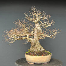 Lade das Bild in den Galerie-Viewer, Bonsai Bergulme / Ulmus glabra