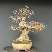 Lade das Bild in den Galerie-Viewer, Bonsai Bergulme / Ulmus glabra