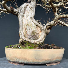 Lade das Bild in den Galerie-Viewer, Bonsai Bergulme / Ulmus glabra