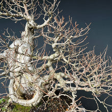 Lade das Bild in den Galerie-Viewer, Bonsai Bergulme / Ulmus glabra