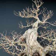 Lade das Bild in den Galerie-Viewer, Bonsai Bergulme / Ulmus glabra