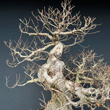 Lade das Bild in den Galerie-Viewer, Bonsai Bergulme / Ulmus glabra