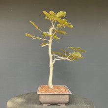 Lade das Bild in den Galerie-Viewer, Bonsai Blutbuche / Fagus sylvatica purpurea
