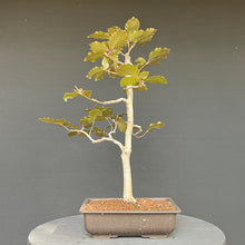 Lade das Bild in den Galerie-Viewer, Bonsai Blutbuche / Fagus sylvatica purpurea
