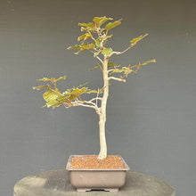 Lade das Bild in den Galerie-Viewer, Bonsai Blutbuche / Fagus sylvatica purpurea
