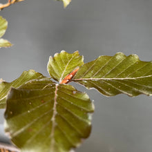 Lade das Bild in den Galerie-Viewer, Bonsai Blutbuche / Fagus sylvatica purpurea