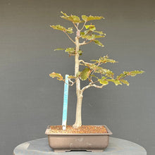 Lade das Bild in den Galerie-Viewer, Bonsai Blutbuche / Fagus sylvatica purpurea