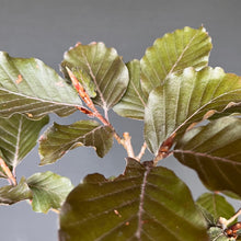 Lade das Bild in den Galerie-Viewer, Bonsai Blutbuche / Fagus sylvatica purpurea
