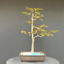 Lade das Bild in den Galerie-Viewer, Bonsai Blutbuche / Fagus sylvatica purpurea
