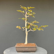 Lade das Bild in den Galerie-Viewer, Bonsai Blutbuche / Fagus sylvatica purpurea