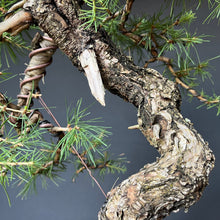 Lade das Bild in den Galerie-Viewer, Bonsai Europäische Lärche / Larix Decidua