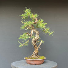 Lade das Bild in den Galerie-Viewer, Bonsai Europäische Lärche / Larix Decidua