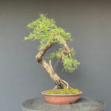 Lade das Bild in den Galerie-Viewer, Bonsai Europäische Lärche / Larix Decidua