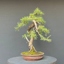 Lade das Bild in den Galerie-Viewer, Bonsai Europäische Lärche / Larix Decidua