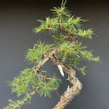 Lade das Bild in den Galerie-Viewer, Bonsai Europäische Lärche / Larix Decidua