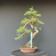 Lade das Bild in den Galerie-Viewer, Bonsai Europäische Lärche / Larix Decidua