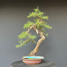 Lade das Bild in den Galerie-Viewer, Bonsai Europäische Lärche / Larix Decidua