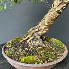 Lade das Bild in den Galerie-Viewer, Bonsai Europäische Lärche / Larix Decidua