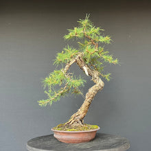Lade das Bild in den Galerie-Viewer, Bonsai Europäische Lärche / Larix Decidua