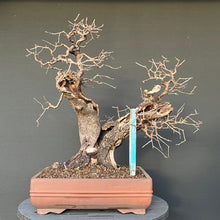 Lade das Bild in den Galerie-Viewer, Bonsai Felsenkirsche / Steinweichsel / Prunus Mahaleb