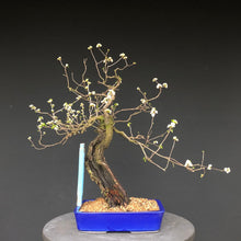 Lade das Bild in den Galerie-Viewer, Bonsai Felsenkirsche / Steinweichsel / Prunus Mahaleb