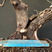 Lade das Bild in den Galerie-Viewer, Bonsai Felsenkirsche / Steinweichsel / Prunus Mahaleb