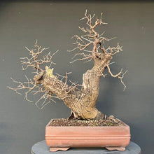 Lade das Bild in den Galerie-Viewer, Bonsai Felsenkirsche / Steinweichsel / Prunus Mahaleb