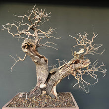 Lade das Bild in den Galerie-Viewer, Bonsai Felsenkirsche / Steinweichsel / Prunus Mahaleb