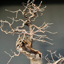Lade das Bild in den Galerie-Viewer, Bonsai Felsenkirsche / Steinweichsel / Prunus Mahaleb