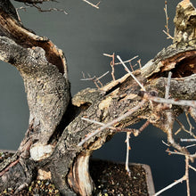 Lade das Bild in den Galerie-Viewer, Bonsai Felsenkirsche / Steinweichsel / Prunus Mahaleb