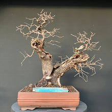 Lade das Bild in den Galerie-Viewer, Bonsai Felsenkirsche / Steinweichsel / Prunus Mahaleb