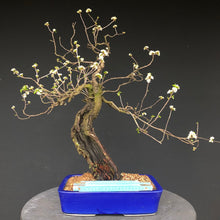 Lade das Bild in den Galerie-Viewer, Bonsai Felsenkirsche / Steinweichsel / Prunus Mahaleb