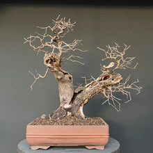 Lade das Bild in den Galerie-Viewer, Bonsai Felsenkirsche / Steinweichsel / Prunus Mahaleb