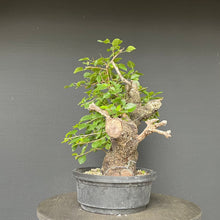 Lade das Bild in den Galerie-Viewer, Bonsai Felsenkirsche / Steinweichsel / Prunus Mahaleb