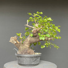 Lade das Bild in den Galerie-Viewer, Bonsai Felsenkirsche / Steinweichsel / Prunus Mahaleb