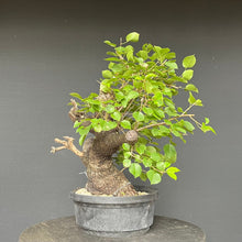 Lade das Bild in den Galerie-Viewer, Bonsai Felsenkirsche / Steinweichsel / Prunus Mahaleb