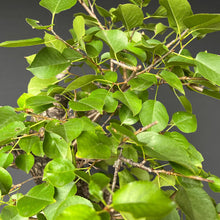 Lade das Bild in den Galerie-Viewer, Bonsai Felsenkirsche / Steinweichsel / Prunus Mahaleb