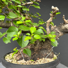 Lade das Bild in den Galerie-Viewer, Bonsai Felsenkirsche / Steinweichsel / Prunus Mahaleb