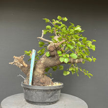 Lade das Bild in den Galerie-Viewer, Bonsai Felsenkirsche / Steinweichsel / Prunus Mahaleb