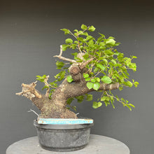 Lade das Bild in den Galerie-Viewer, Bonsai Felsenkirsche / Steinweichsel / Prunus Mahaleb