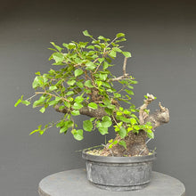 Lade das Bild in den Galerie-Viewer, Bonsai Felsenkirsche / Steinweichsel / Prunus Mahaleb