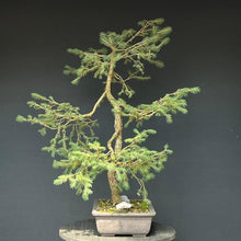 Lade das Bild in den Galerie-Viewer, Bonsai Fichte / Picea abies