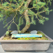 Lade das Bild in den Galerie-Viewer, Bonsai Fichte / Picea abies