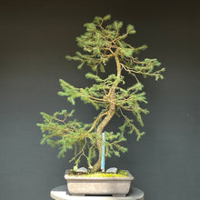 Lade das Bild in den Galerie-Viewer, Bonsai Fichte / Picea abies