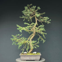 Lade das Bild in den Galerie-Viewer, Bonsai Fichte / Picea abies
