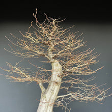 Lade das Bild in den Galerie-Viewer, Bonsai Hainbuche / Carpinus betulus