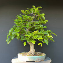 Lade das Bild in den Galerie-Viewer, Bonsai Hainbuche / Carpinus betulus