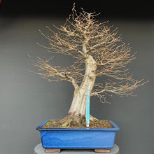 Lade das Bild in den Galerie-Viewer, Bonsai Hainbuche / Carpinus betulus