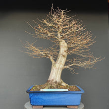 Lade das Bild in den Galerie-Viewer, Bonsai Hainbuche / Carpinus betulus