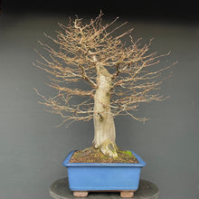 Lade das Bild in den Galerie-Viewer, Bonsai Hainbuche / Carpinus betulus